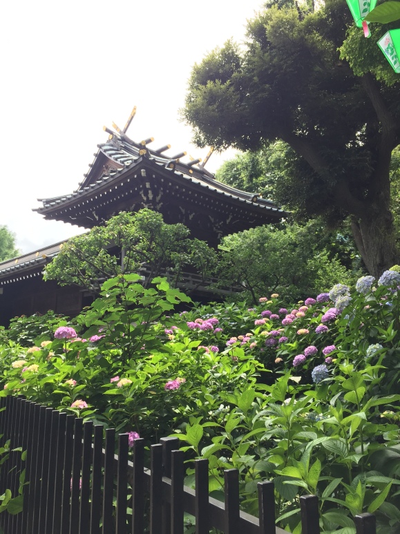 Bunkyo Hydrangea Festival, Hakusan Jinja Shrine