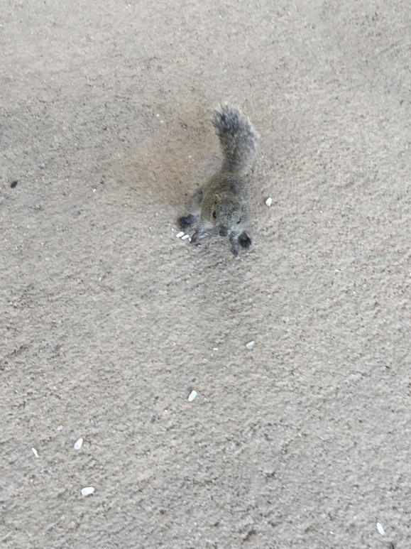begging squirrel, Machida Risu Park, Machida Squirrel Garden