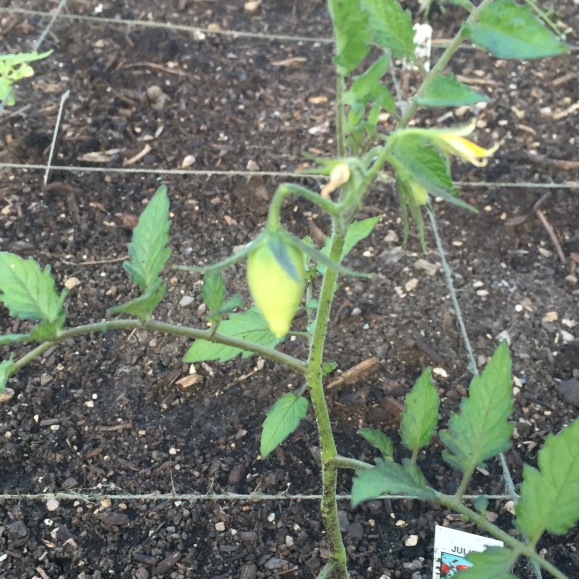 plot 6, 2016 first planting, community garden, forest park community garden, Juliet tomato